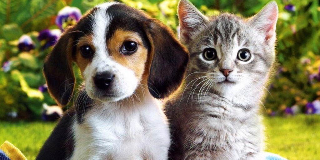 cat_and_dog
